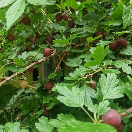 Appartement Hannovermesseapartment With Terrace