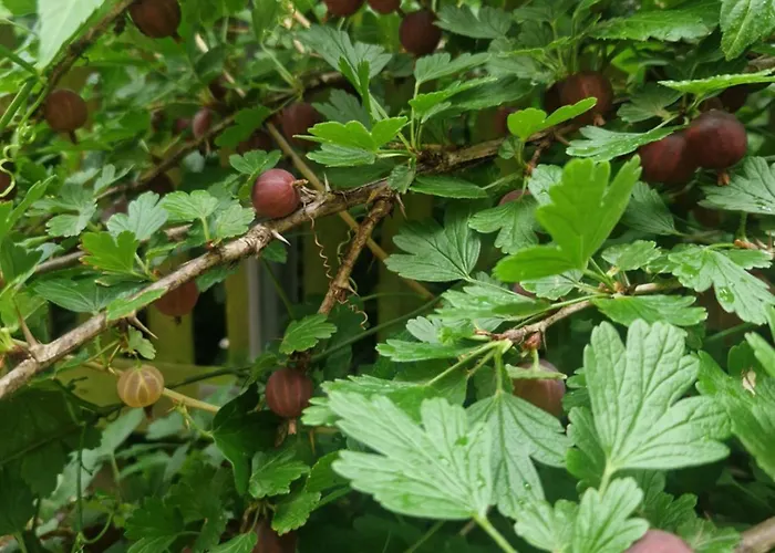 Апартаменты Hannovermesseapartment With Terrace