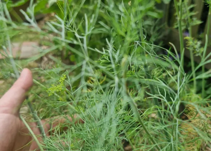 Hannovermesseapartment With Terrace