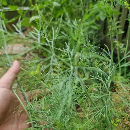 Hannovermesseapartment With Terrace